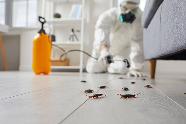 Affordable Termite Control solutions in Kirby, TX